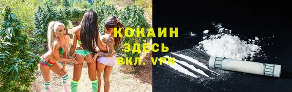 сатива Бородино