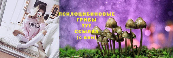 сатива Бородино